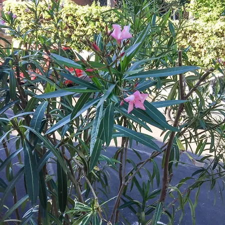 Oda ve Kahvaltı Sophie Assisi