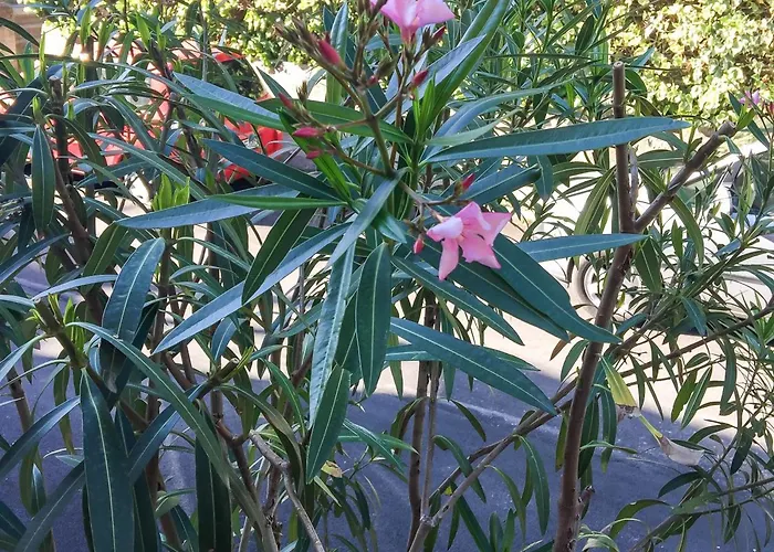 فندق مبيت وإفطار Sophie أسيسي